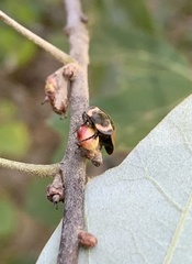 Callirhytis perditor