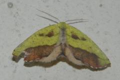 Drepanogynis cambogiaria