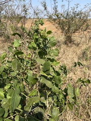 Salvadora persica persica