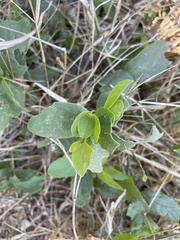 Salvadora persica persica