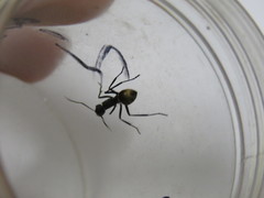 Polyrhachis ammonoeides