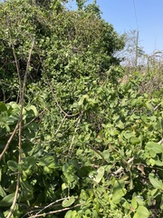 Salvadora persica persica