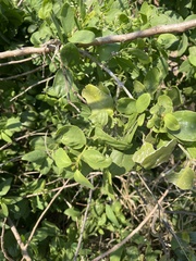 Salvadora persica persica