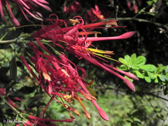 Tristerix verticillatus