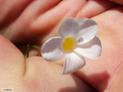 Oxalis polyphylla polyphylla