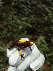 Oophaga histrionica