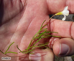 Oxalis polyphylla polyphylla