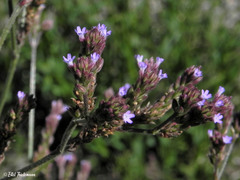 Verbena hispida
