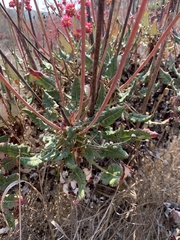 Eriogonum grande rubescens