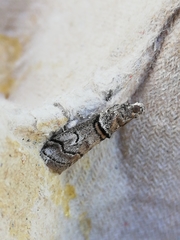 Acrobasis romanella