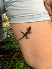 Anolis sagrei