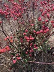 Eriogonum grande rubescens