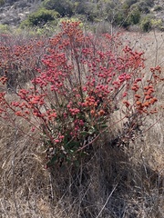 Eriogonum grande rubescens