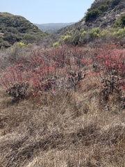 Eriogonum grande rubescens