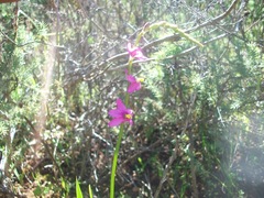 Ixia scillaris scillaris