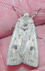 Agrotis vetusta