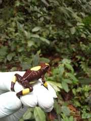 Oophaga histrionica