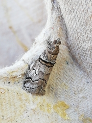 Acrobasis romanella