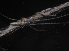 Tetragnatha ceylonica