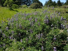 Lupinus arboreus