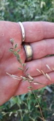 Poaceae