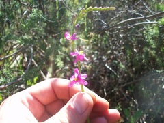 Ixia scillaris scillaris