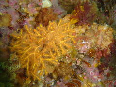 Melithaea rubra