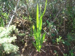 Ixia scillaris scillaris