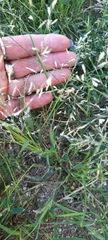 Poaceae