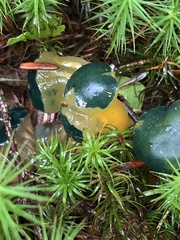 Leotia viscosa