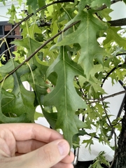 Quercus palustris