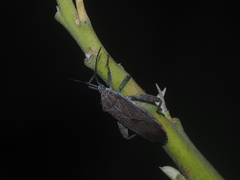 Physomerus grossipes