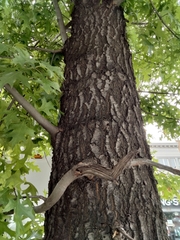 Quercus palustris