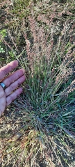 Poaceae