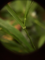 Melica uniflora