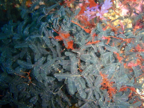 Macrorhynchia filamentosa