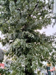 Quercus palustris