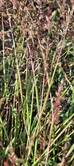 Poaceae