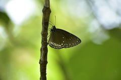 Euploea klugii