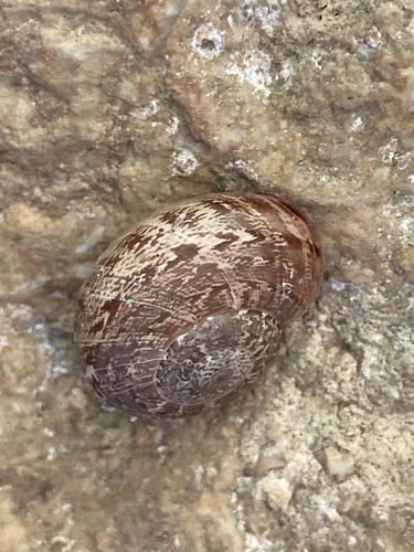 Iberus loxanus