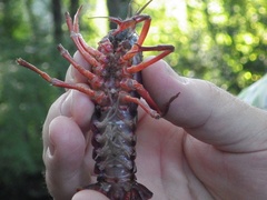 Procambarus clarkii