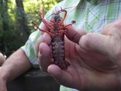 Procambarus clarkii