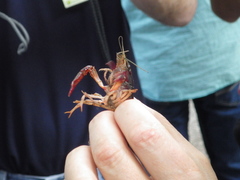 Procambarus clarkii