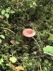Lactarius trivialis