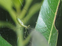 Tetragnatha hasselti