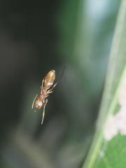 Myrmarachne clavigera