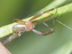 Argiope catenulata