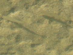 Notropis stramineus