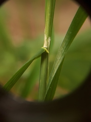 Dactylis glomerata lobata