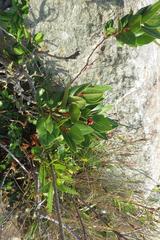 Apodytes abbottii